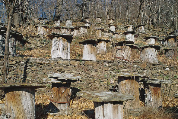 Parc National des Cévennes