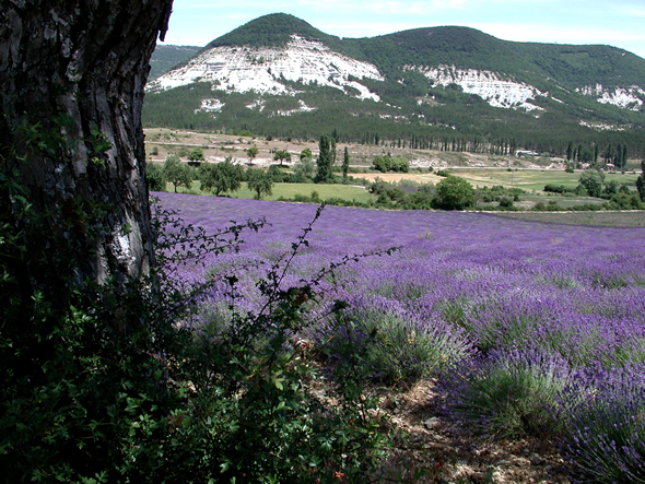 Champ de lavande © CRIEPPAM