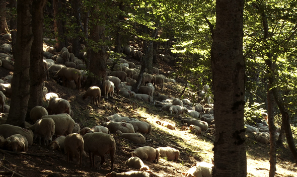 Troupeau de brebis en forêt de Saoû © Ooh! Collective