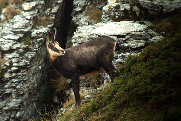 Chamois © Roger Mathieu, département de la Drôme