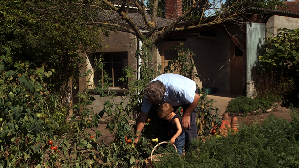 Cueillette des tomates pour Jacky et Elliot © Ooh! Collective