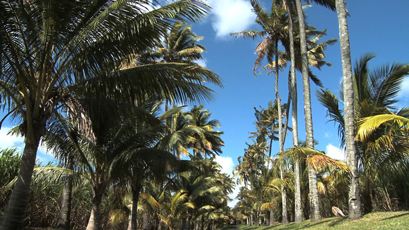 Ile de La Réunion