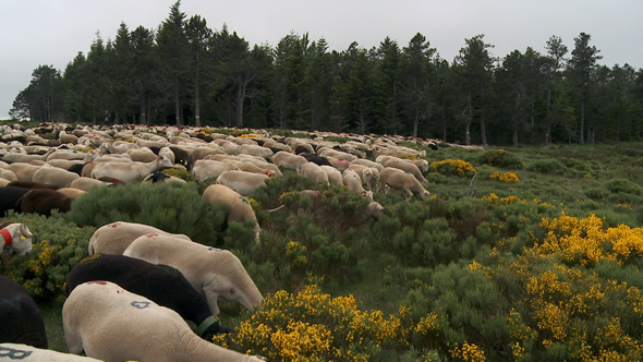  Moutons pâturant © Ooh! Collective 