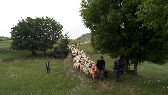  Transhumance dans les Cévennes © Ooh! Collective